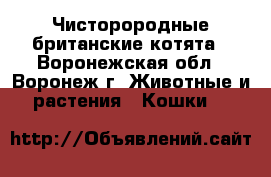 Чисторородные британские котята - Воронежская обл., Воронеж г. Животные и растения » Кошки   